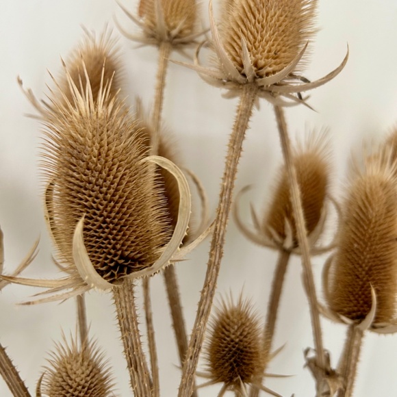 15 Dried Teasel Heads w Stems Natural Thistle Floral Home Decor Craft Supply - Picture 4 of 4